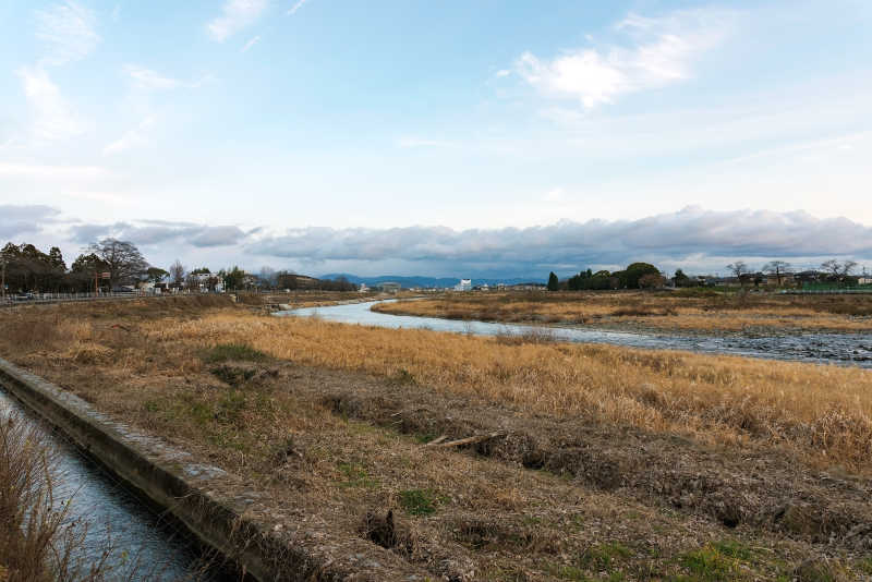 京都岚山长满荒草的河岸