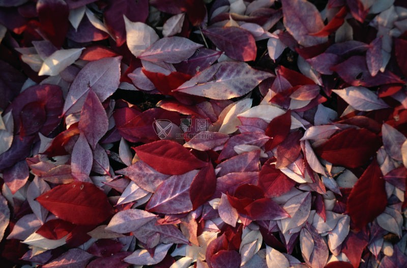 秋天厚厚的红色落叶