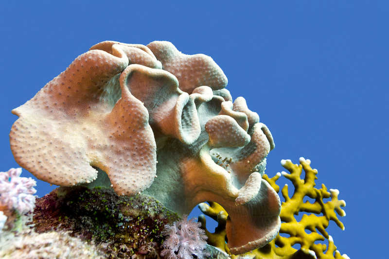 蓝色海底的珊瑚礁