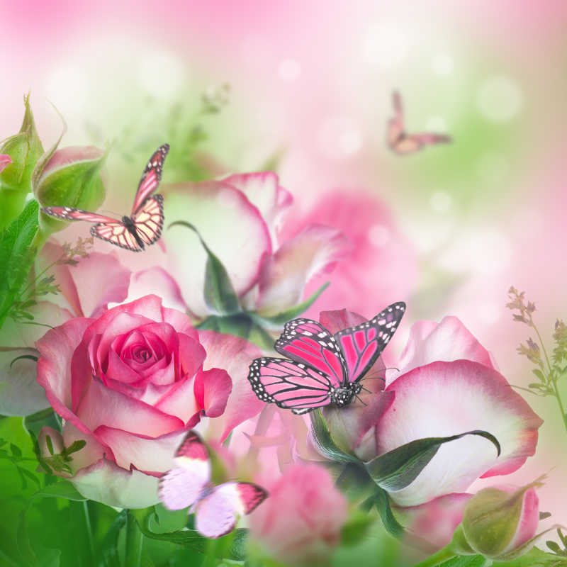 粉嫩的玫瑰与蝴蝶