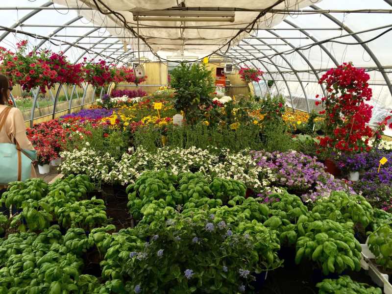 温室中培育的花卉和植物