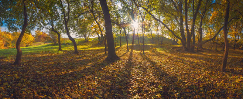 早晨的阳光在秋天森林中闪耀