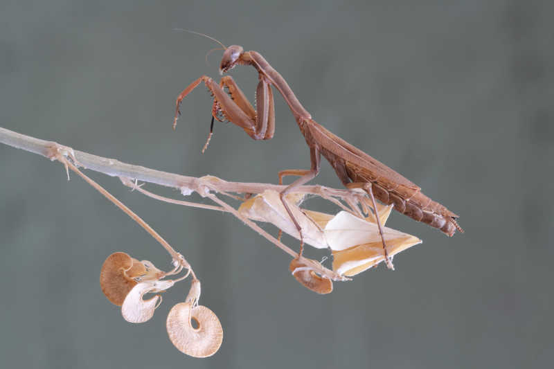 漂亮的棕色螳螂