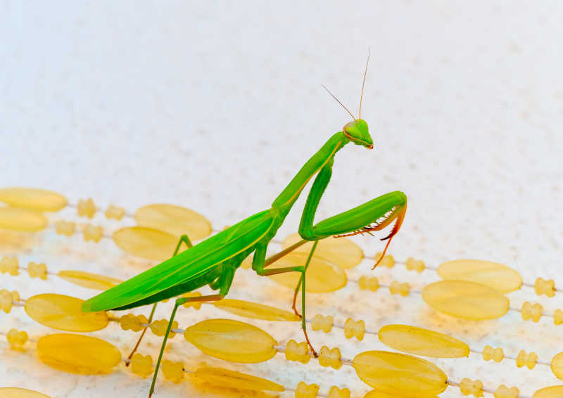 一只美丽的绿色螳螂特写照片