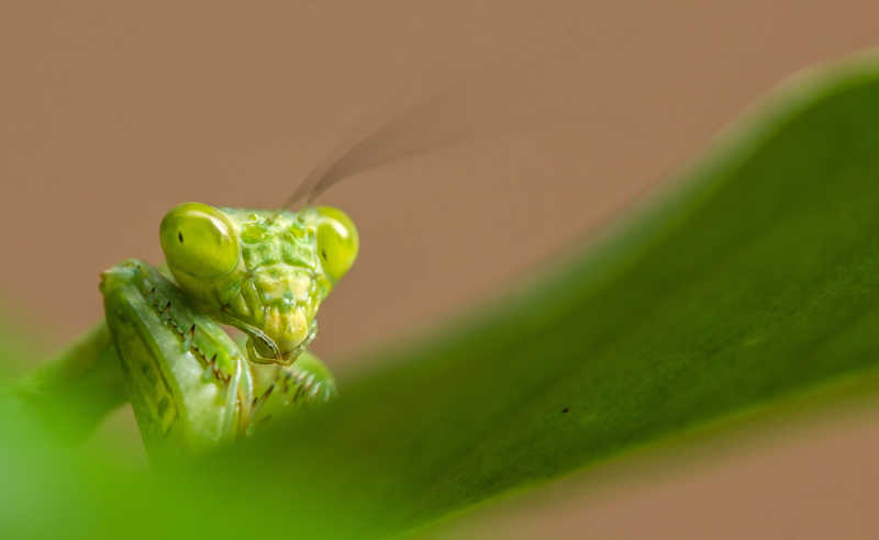 站在树叶上的绿色螳螂