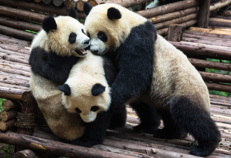 在户外玩耍的三只熊猫