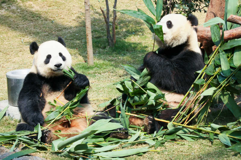 在吃竹子的两只熊猫