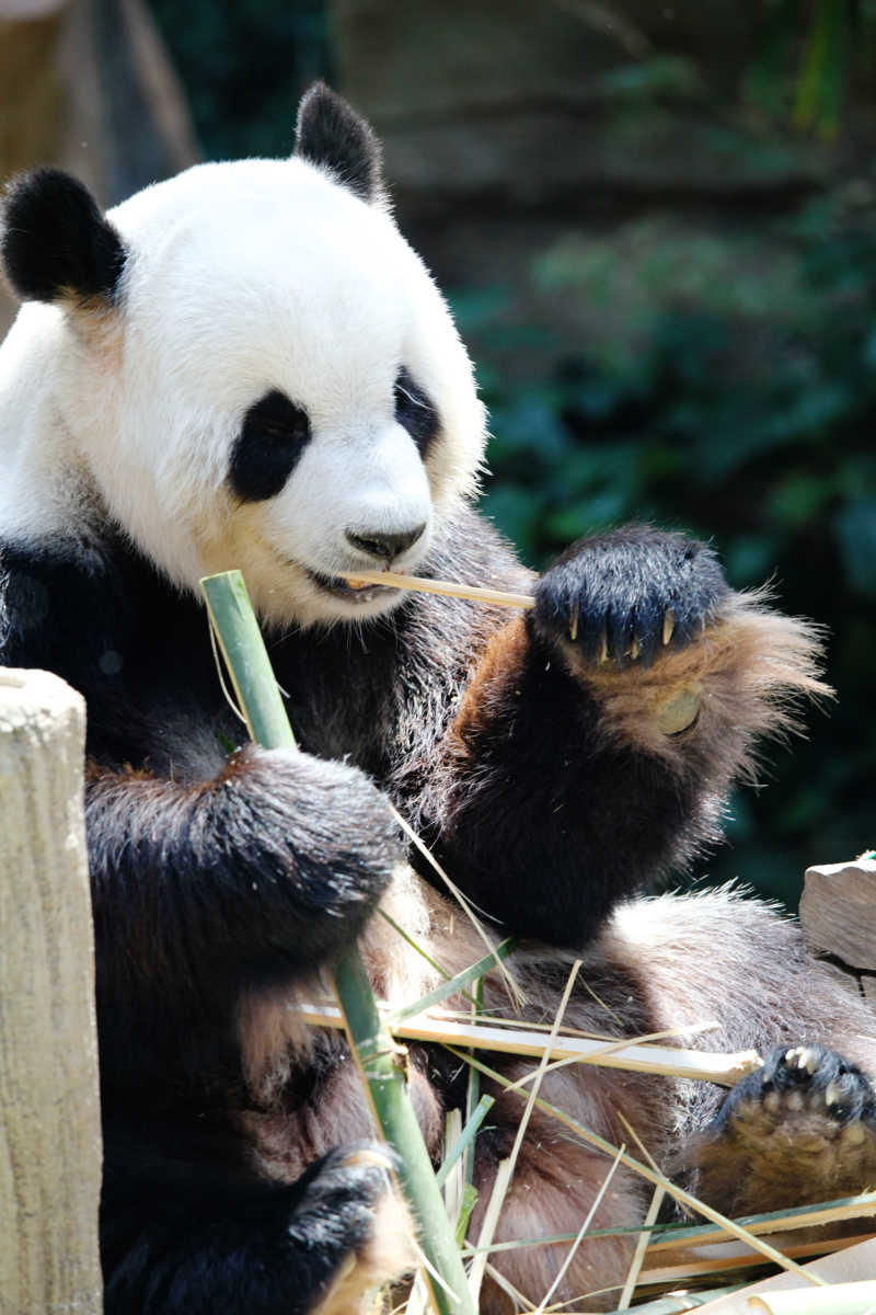 吃竹子的大熊猫特写