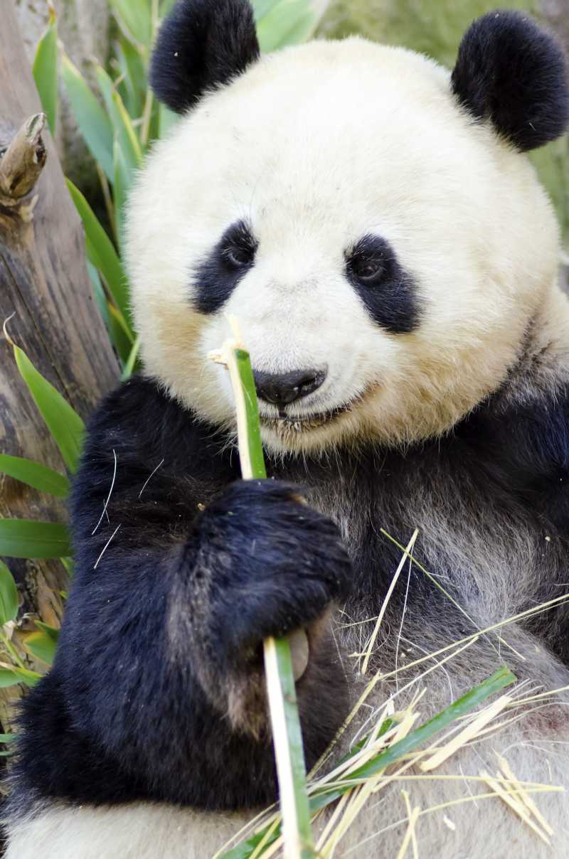 懒洋洋的成年大熊猫正在吃竹子
