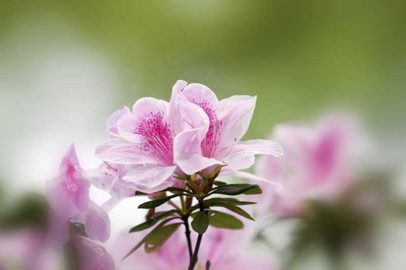 户外粉色杜鹃花