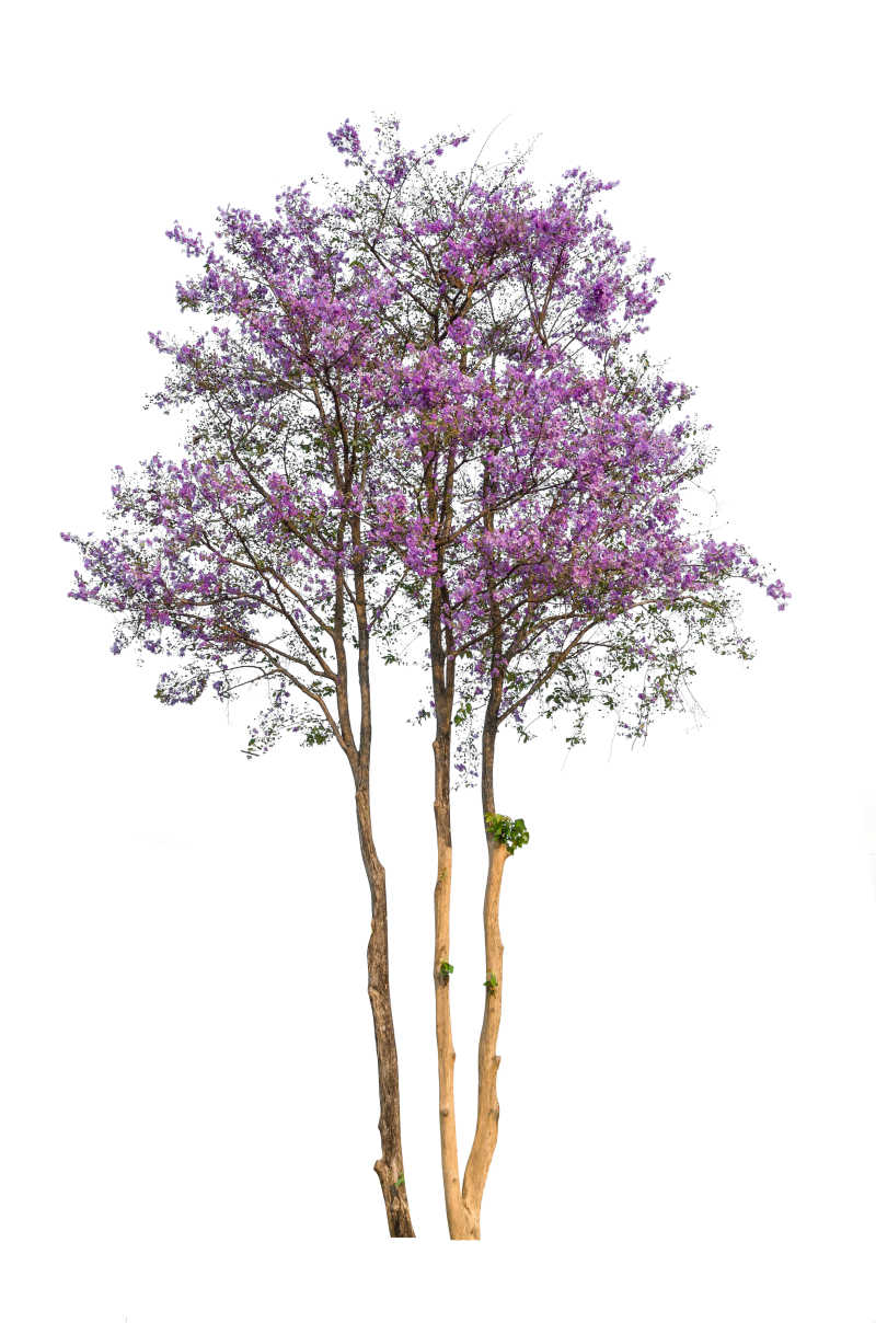 白色背景下的开着紫色花朵的树