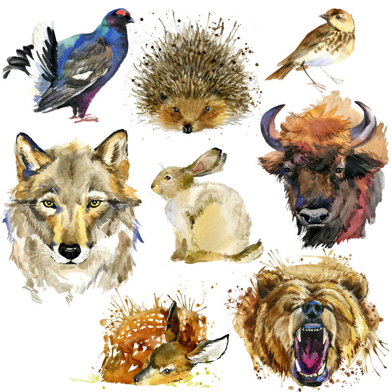 各种动物手绘油画