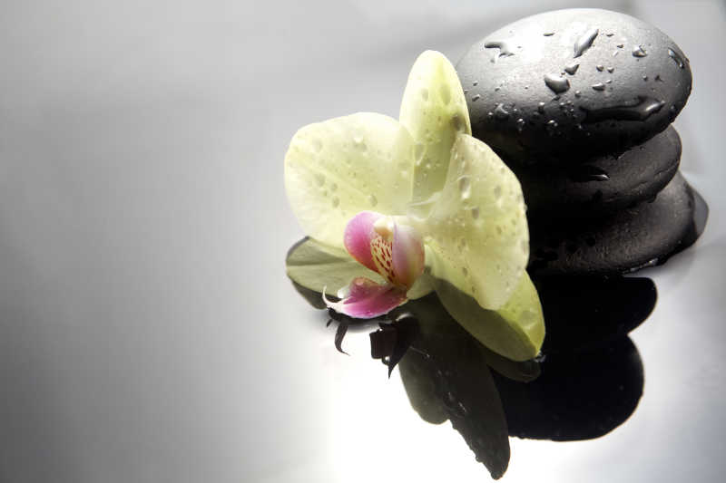 温泉边的兰花和黑色石头