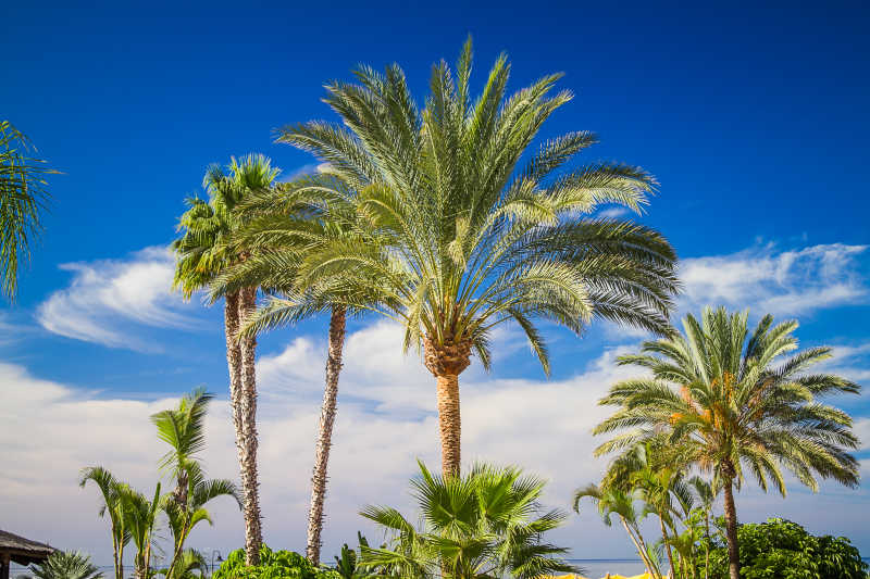 热带海岸的棕榈树