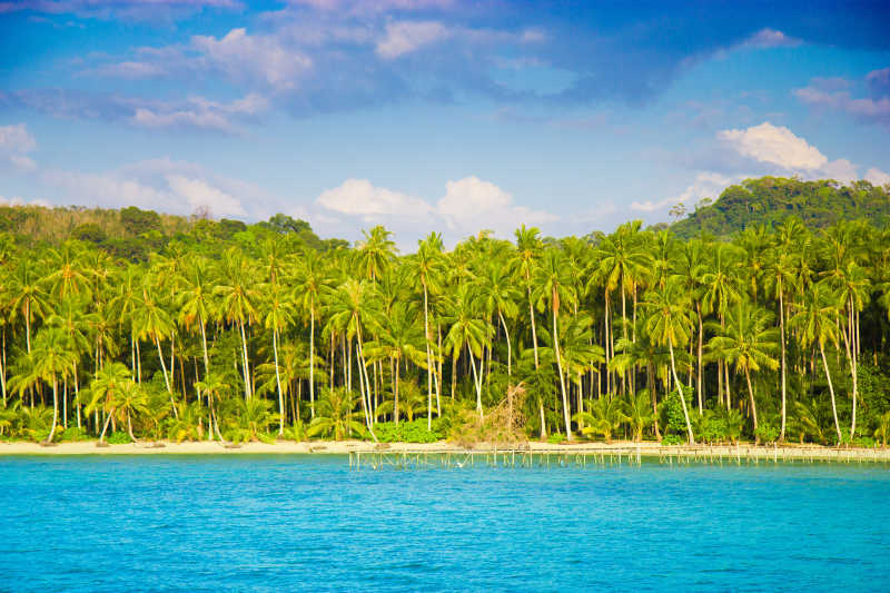 蓝色的大海和椰子树