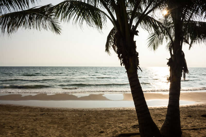海滩上的两棵椰子树