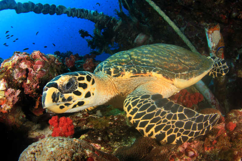海底中的海龟特写
