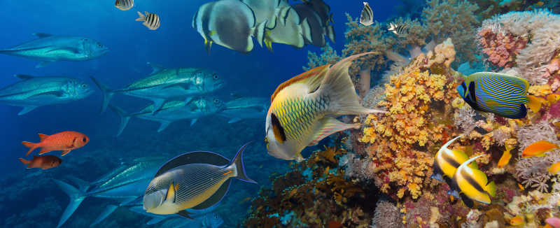 埃及红海的珊瑚和鱼