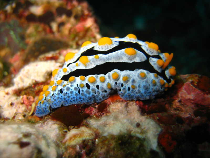 趴在珊瑚上的海蛞蝓