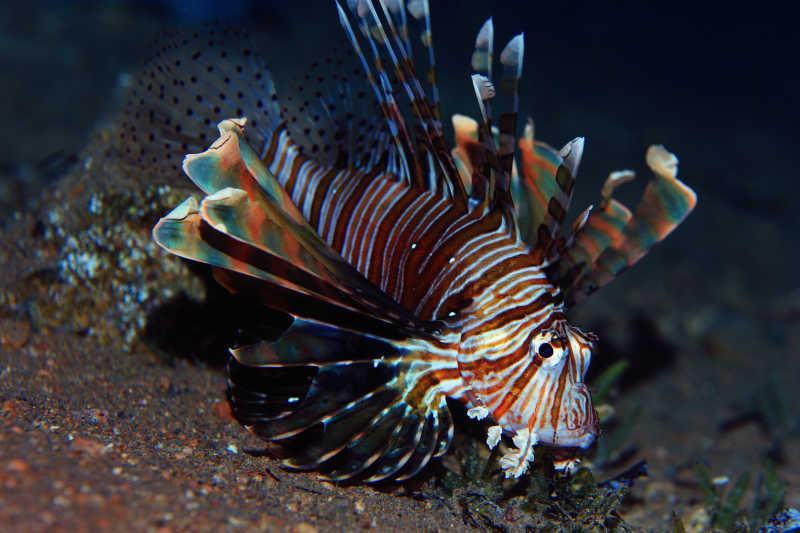 色彩斑斓的热带鱼