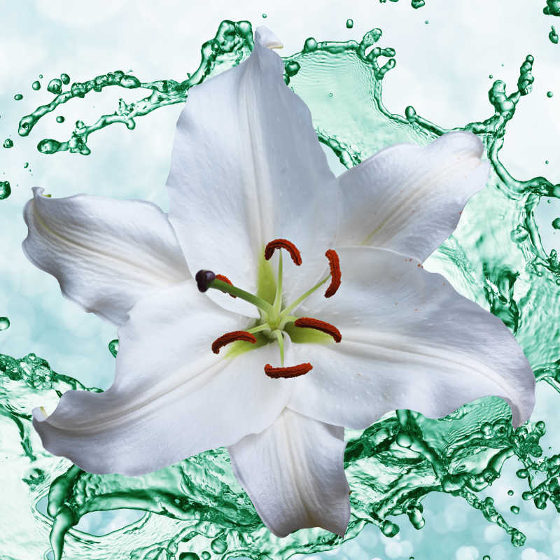 绿色水花背景下的白色百合花
