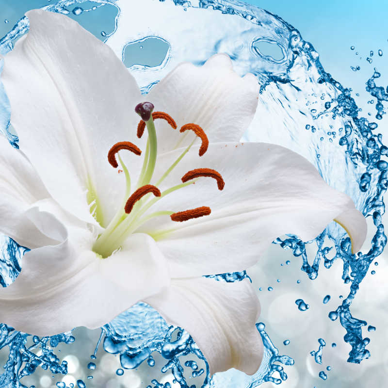 飞出水面的白色百合花