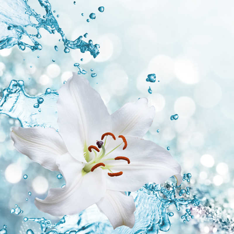 水花背景下的白色百合花
