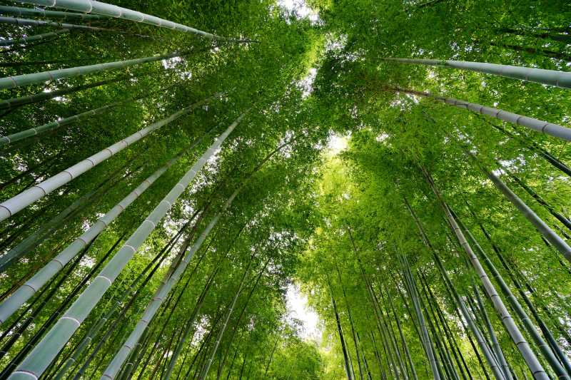 美丽的绿色竹林