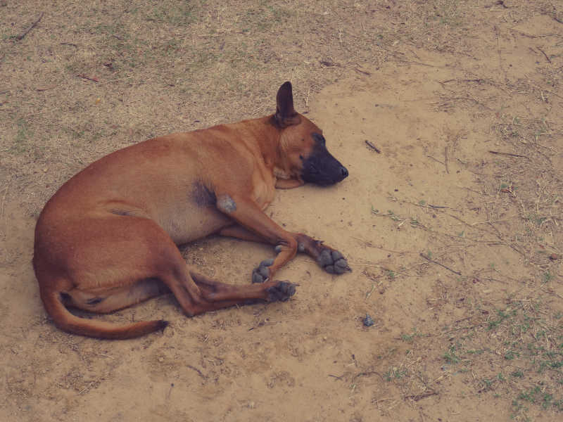 躺在庭院里休息的狗