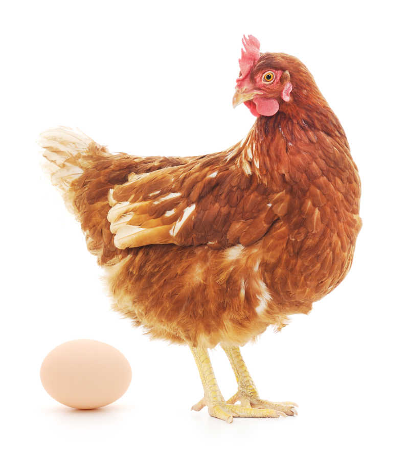 鸡蛋和母鸡