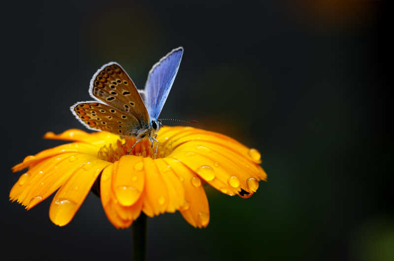 金盏菊上的蝴蝶