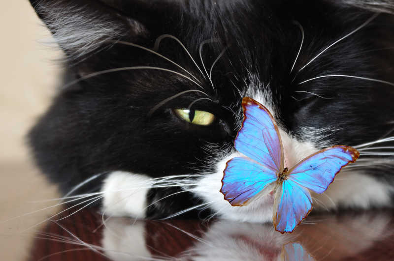 猫咪鼻子上的蓝色蝴蝶