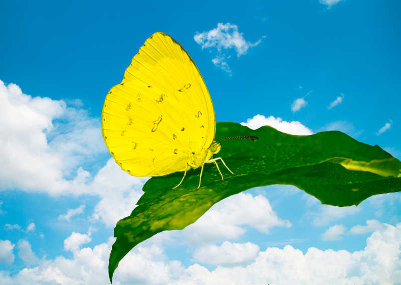蓝天里绿叶上的黄色蝴蝶