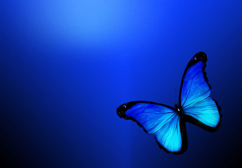 蓝色背景上的蓝色蝴蝶