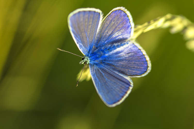 淡蓝色的蝴蝶