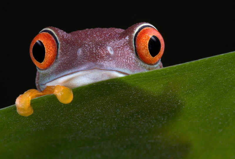 躲在绿色树叶后面的红眼树蛙