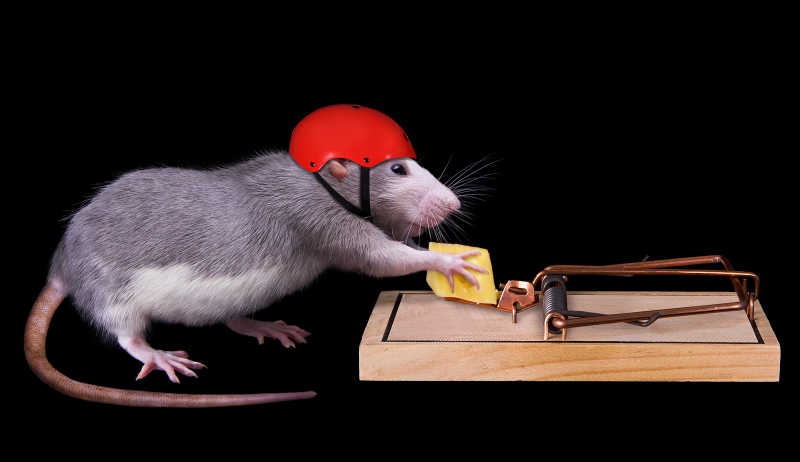 戴着安全帽偷吃奶酪的老鼠