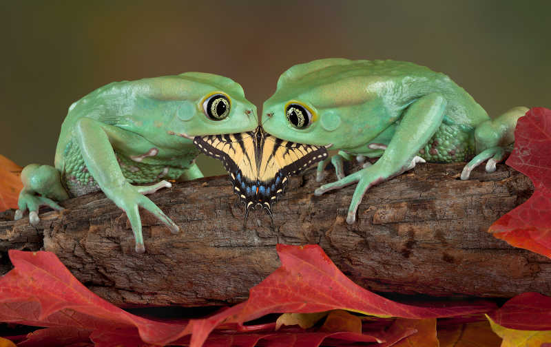 两只青蛙吃一只蝴蝶