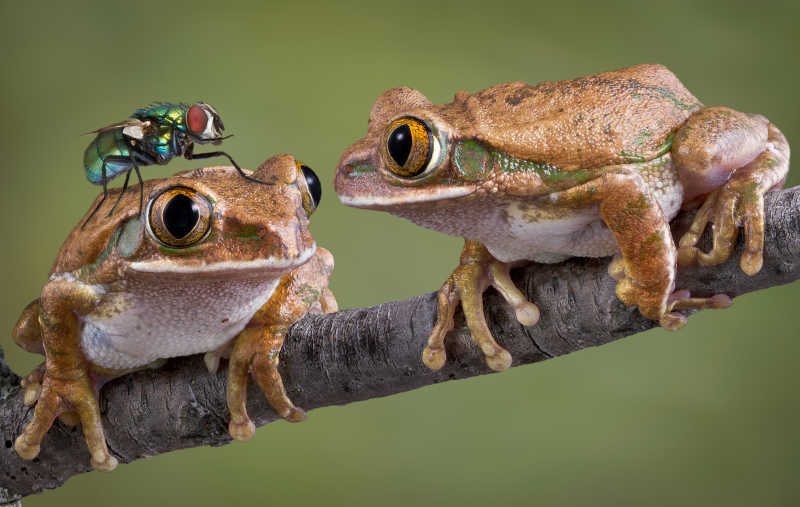 青蛙盯着趴在同伴背上的飞蝇