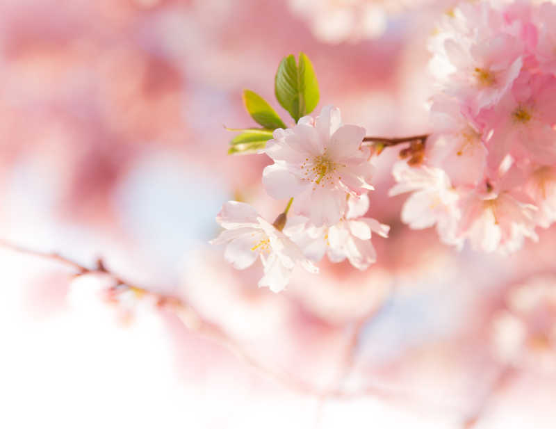 粉色盛开的樱花枝