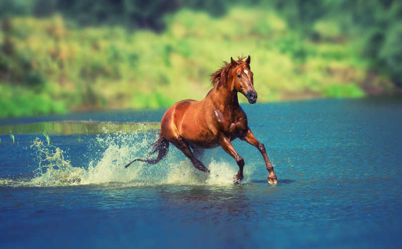 在水面上奔跑的马