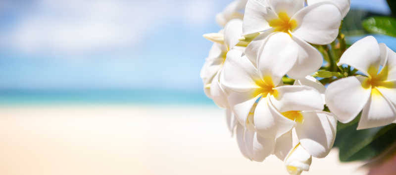 热带海滩上的白色花朵