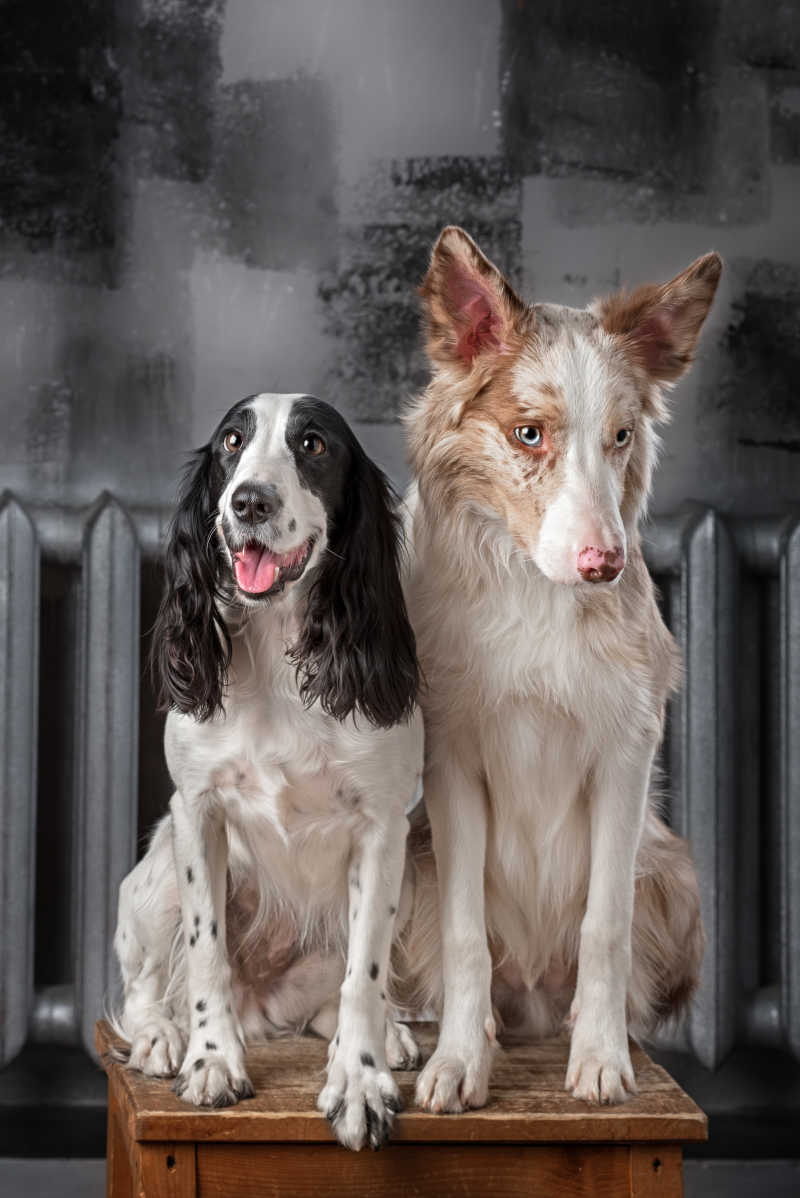 椅子上的边境牧羊犬和俄罗斯猎犬
