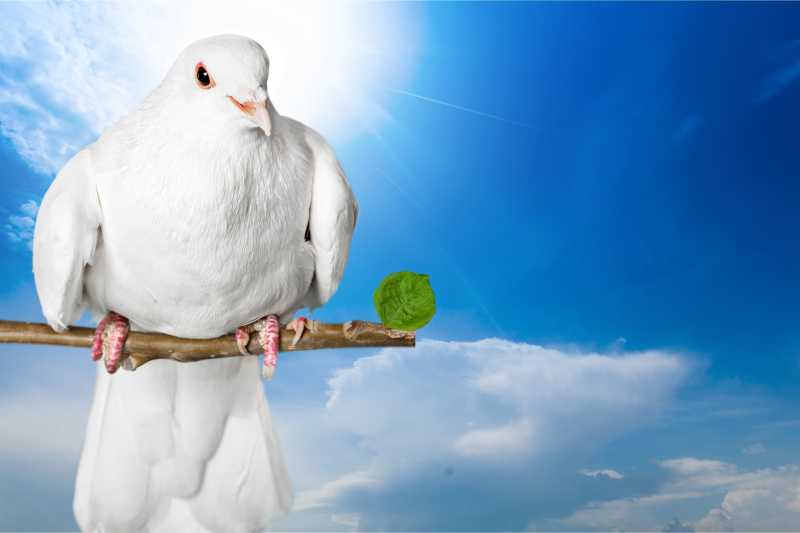 停在树枝上的白色鸽子