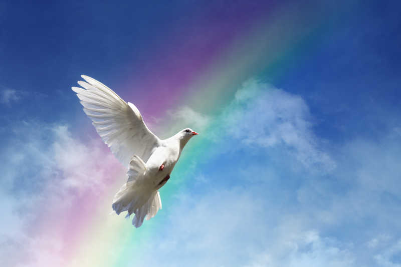 飞翔的鸽子与彩虹