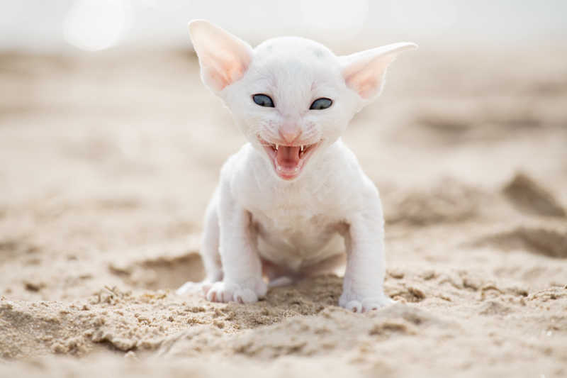 在沙滩上张着嘴吼叫的白色小猫
