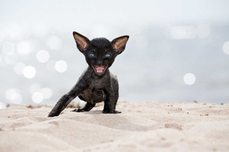 沙滩上的黑色小猫