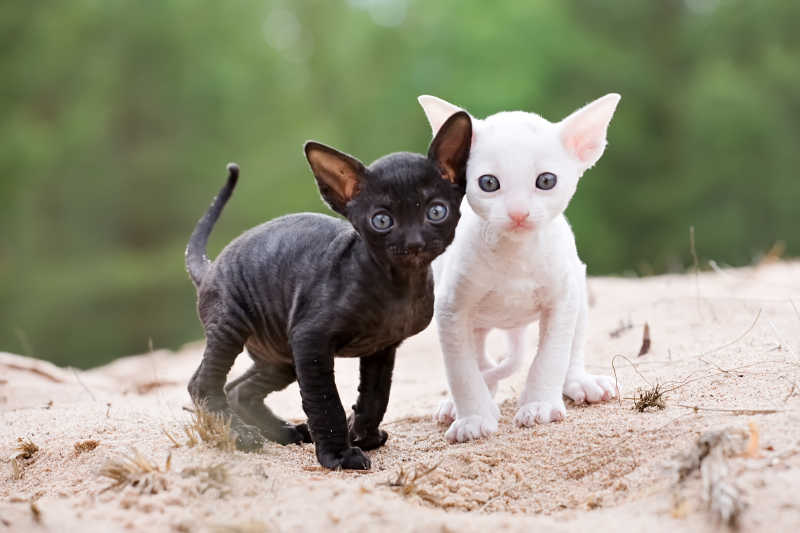 在沙滩上可爱的白色和黑色小猫