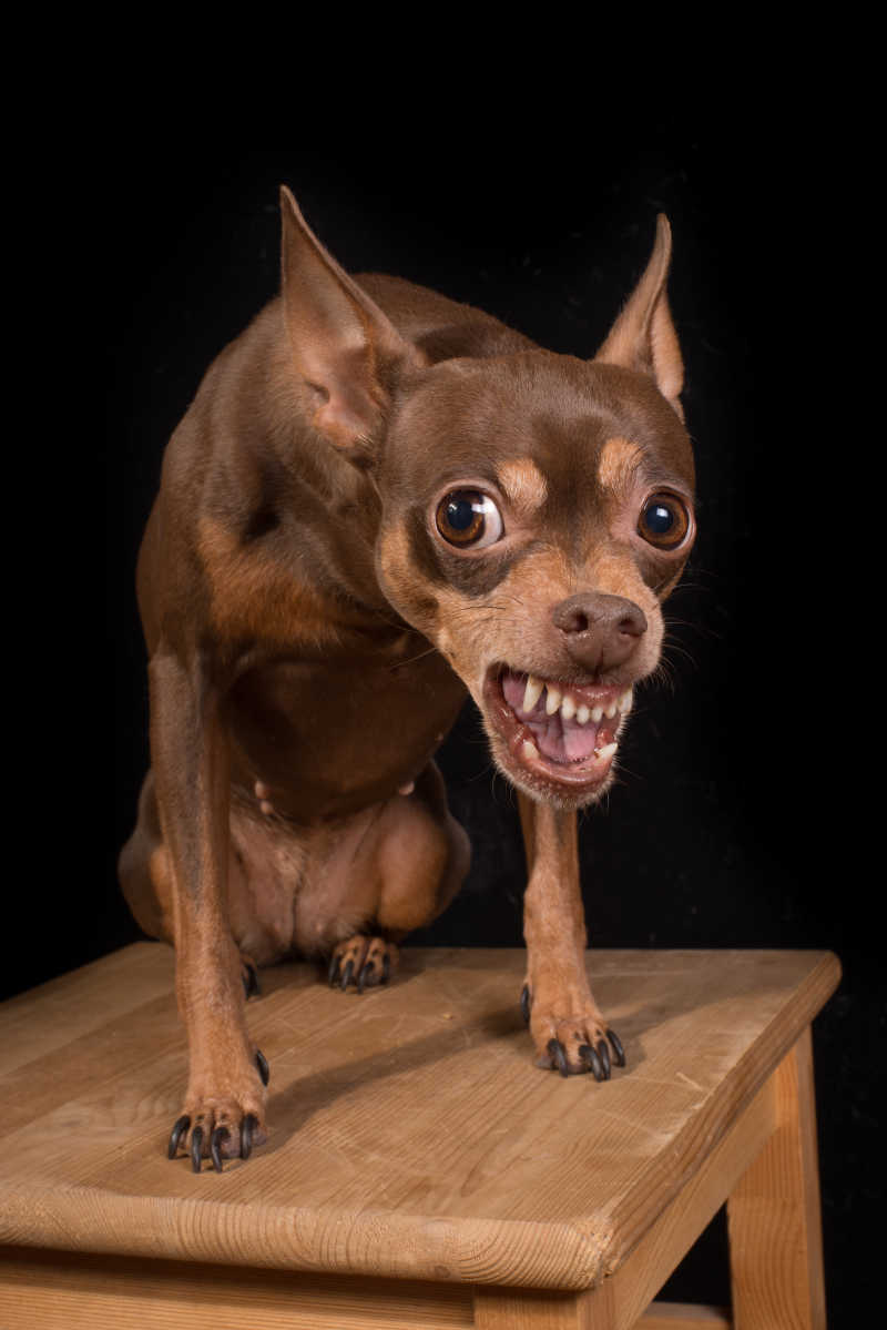 黑色背景下站在木桌上的露出牙齿的棕色小狗