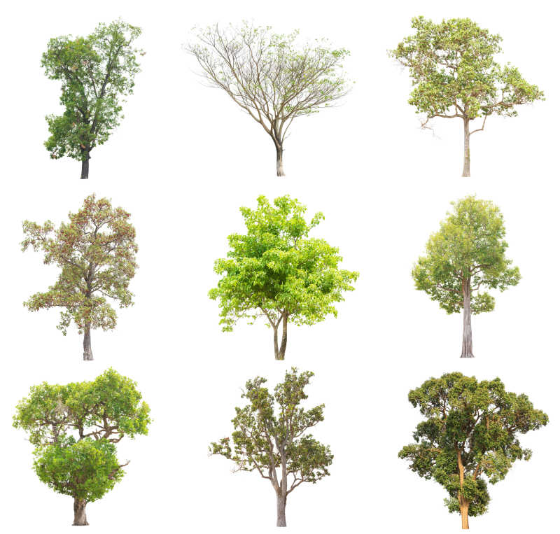 白背景下形状种类不同的树